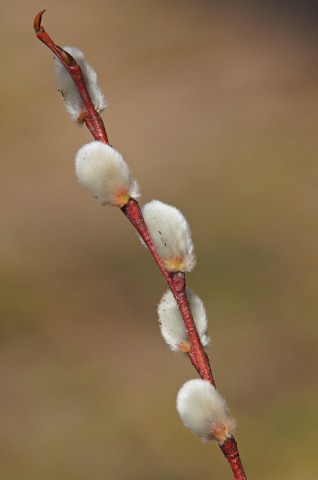 ***
Фотограф: Сергей Буркацкий

Просмотров: 990
Комментариев: 0