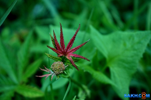 DSC09346
Фотограф: vikirin

Просмотров: 1637
Комментариев: 0