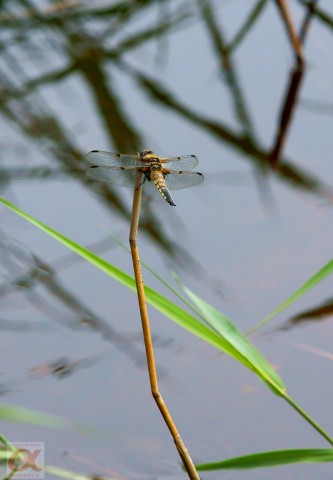 ***
Фотограф: Сергей Буркацкий

Просмотров: 830
Комментариев: 0