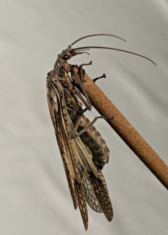 DSC00855
Фотограф: Сергей Буркацкий

Просмотров: 346
Комментариев: 0