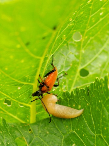 ***
Фотограф: Сергей Буркацкий

Просмотров: 680
Комментариев: 0