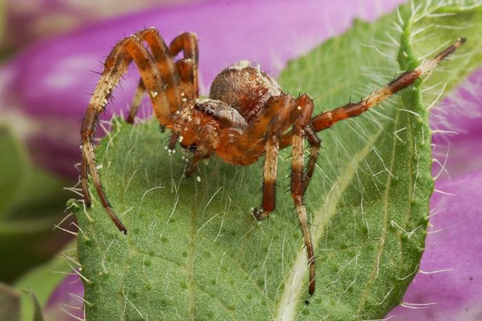 DSC02320
Фотограф: Сергей Буркацкий

Просмотров: 570
Комментариев: 0