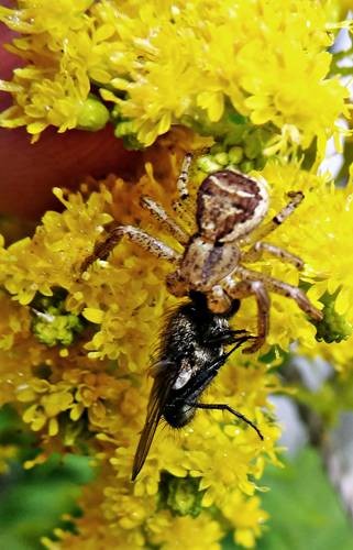 DSC03612
Фотограф: Сергей Буркацкий

Просмотров: 501
Комментариев: 0