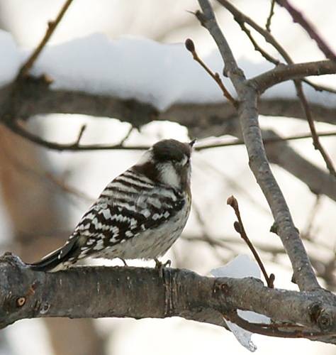 DSC06700
Фотограф: Сергей Буркацкий

Просмотров: 435
Комментариев: 1