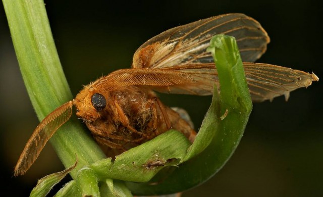 DSC01968
Фотограф: Сергей Буркацкий

Просмотров: 414
Комментариев: 0