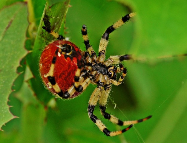 ***
Фотограф: Сергей Буркацкий

Просмотров: 740
Комментариев: 0