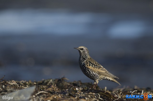 скворец обыкновенный

Просмотров: 417
Комментариев: 0