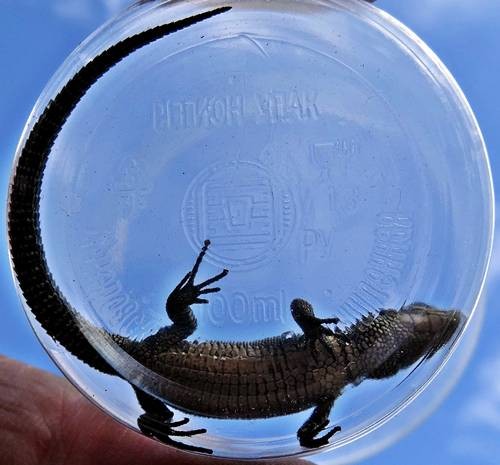 DSC04169
Фотограф: Сергей Буркацкий

Просмотров: 477
Комментариев: 0