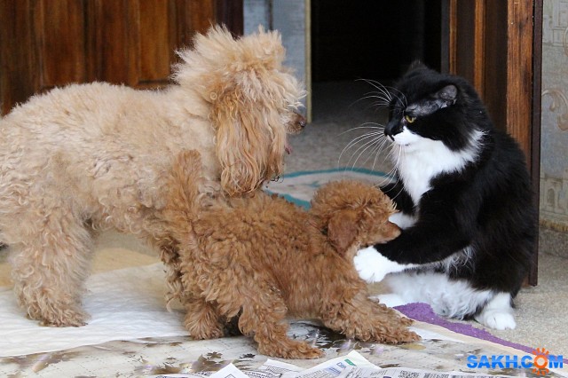 Игра

Просмотров: 974
Комментариев: 6