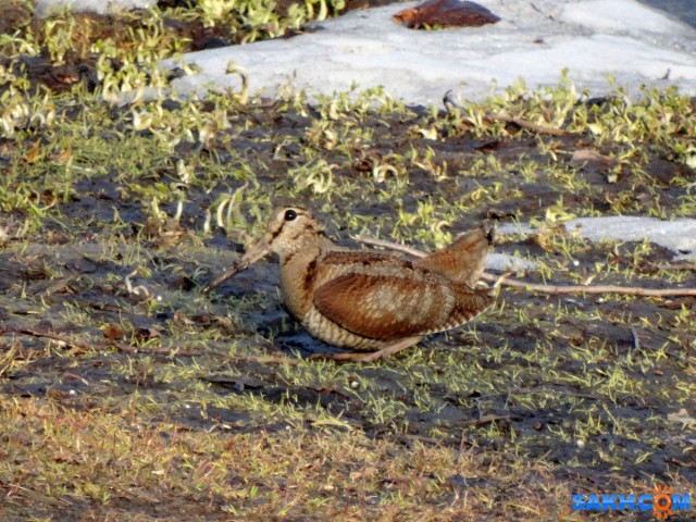 DSC03674_м

Просмотров: 670
Комментариев: 7