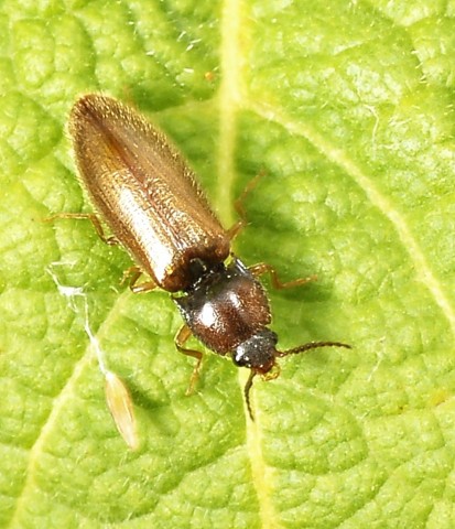 DSC01889
Фотограф: Сергей Буркацкий

Просмотров: 461
Комментариев: 0