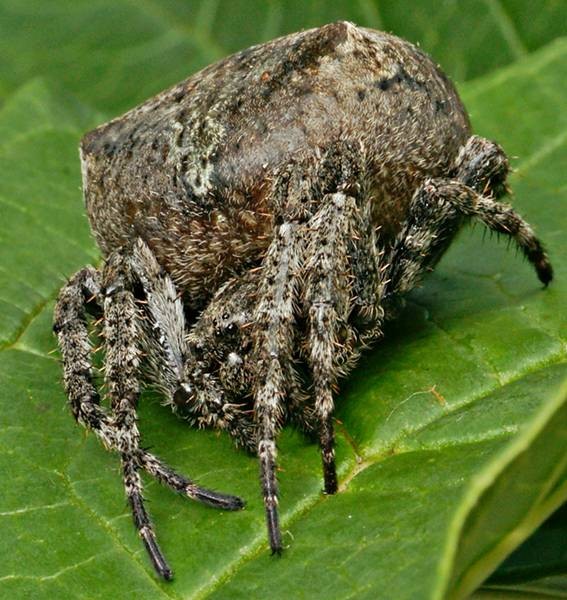 Фото 835
Фотограф: Сергей Буркацкий

Просмотров: 498
Комментариев: 0