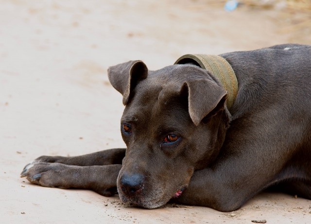 ***
Фотограф: Сергей Буркацкий

Просмотров: 994
Комментариев: 0