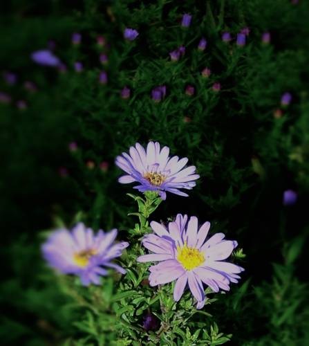 thumb_DSC04286_1024
Фотограф: Сергей Буркацкий

Просмотров: 702
Комментариев: 0