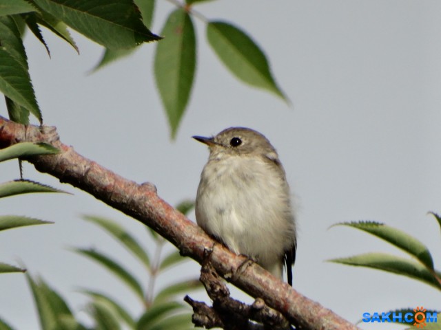 Ширококлювая мухоловка

Просмотров: 437
Комментариев: 0