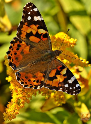 ***
Фотограф: Сергей Буркацкий

Просмотров: 661
Комментариев: 0