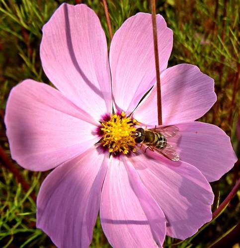 DSC04177
Фотограф: Сергей Буркацкий

Просмотров: 485
Комментариев: 0