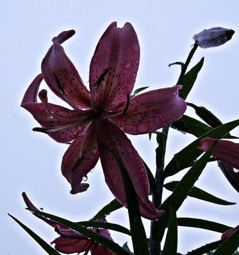 DSC00831
Фотограф: Сергей Буркацкий

Просмотров: 351
Комментариев: 0