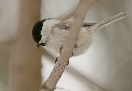 Фото 1117
Фотограф: Сергей Буркацкий

Просмотров: 334
Комментариев: 0