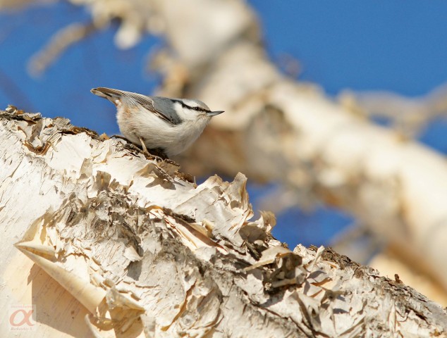 ***
Фотограф: Сергей Буркацкий

Просмотров: 1394
Комментариев: 2