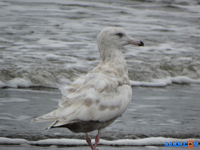 DSC06916

Просмотров: 310
Комментариев: 0