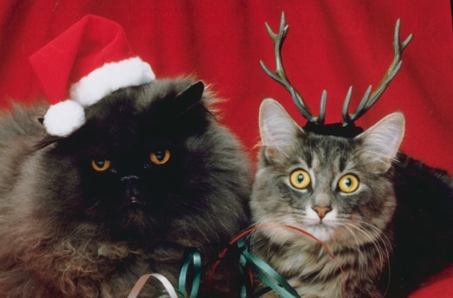 2_ROGA

Просмотров: 493
Комментариев: 0