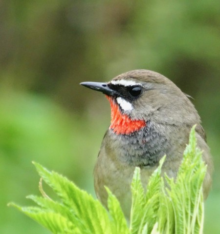 DSC03460
Фотограф: Сергей Буркацкий

Просмотров: 393
Комментариев: 0