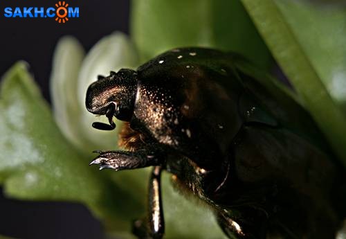 DSC05546
Фотограф: Сергей Буркацкий

Просмотров: 336
Комментариев: 0