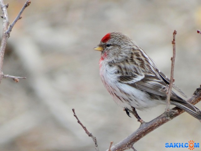 DSC03572

Просмотров: 566
Комментариев: 0