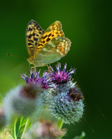 ***
Фотограф: Сергей Буркацкий

Просмотров: 1002
Комментариев: 2