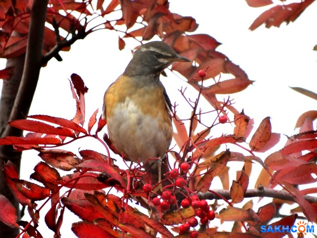 Оливковый дрозд
11 октября
Просмотров: 668
Комментариев: 1