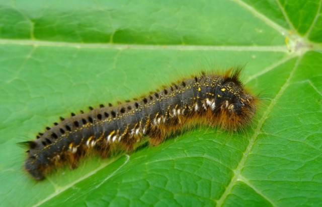 DSC03949
Фотограф: Сергей Буркацкий

Просмотров: 627
Комментариев: 0