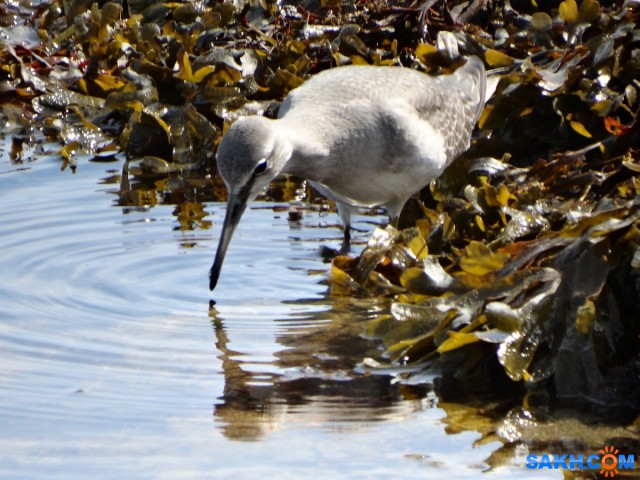 Сибирский пепельный улит

Просмотров: 728
Комментариев: 0