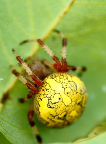 Смайлик
Фотограф: Сергей Буркацкий

Просмотров: 1715
Комментариев: 2