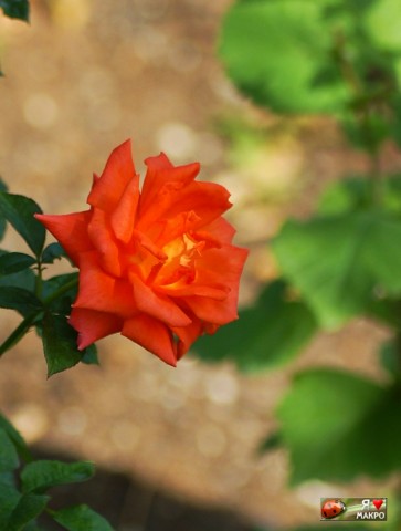 ***
Фотограф: Сергей Буркацкий

Просмотров: 1116
Комментариев: 1