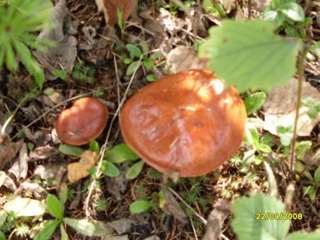 Маслята
Фотограф: Maricha

Просмотров: 7025
Комментариев: 0