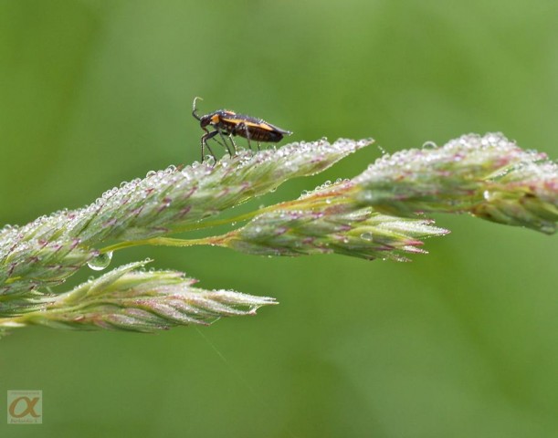 ***

Просмотров: 705
Комментариев: 0