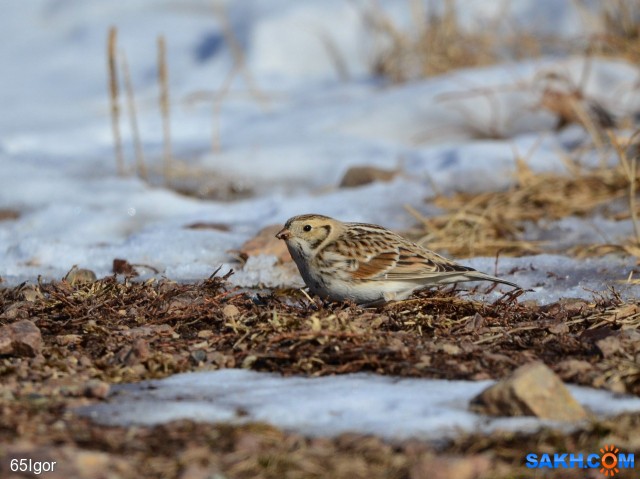 лапландский подорожник
08 01 20г Пригородное

Просмотров: 537
Комментариев: 0