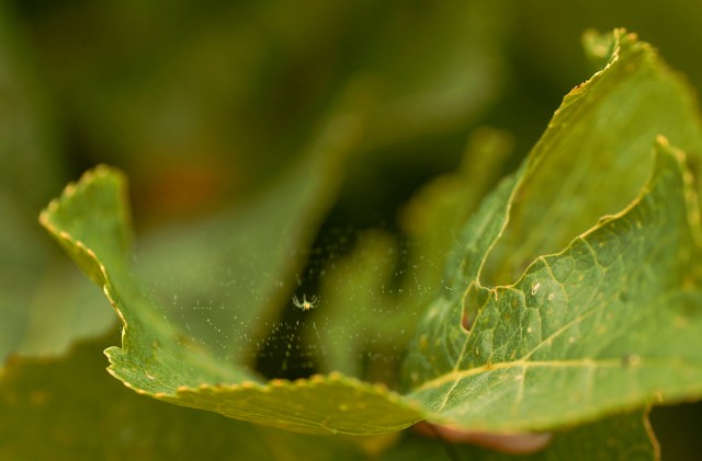 ***
Фотограф: Сергей Буркацкий

Просмотров: 696
Комментариев: 0