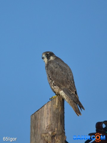 сапсан
охотское

Просмотров: 677
Комментариев: 0