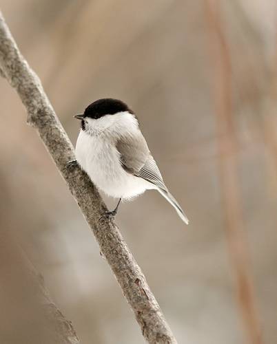 Фото 1099
Фотограф: Сергей Буркацкий

Просмотров: 502
Комментариев: 0