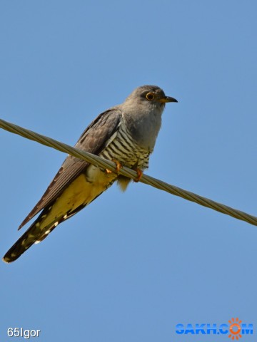 морячок
кукушка обыкновенная

Просмотров: 696
Комментариев: 0