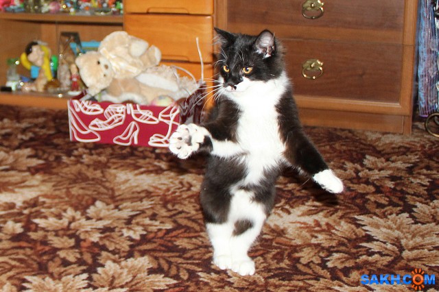 Танцор

Просмотров: 680
Комментариев: 2