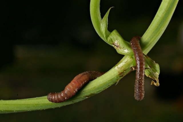 DSC01953
Фотограф: Сергей Буркацкий

Просмотров: 591
Комментариев: 0