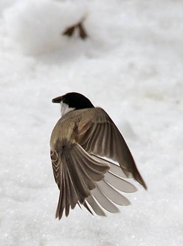 Фото 1100
Фотограф: Сергей Буркацкий

Просмотров: 575
Комментариев: 2