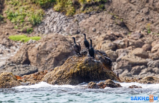 16

Просмотров: 325
Комментариев: 0