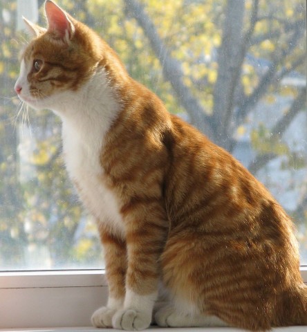 CAT-3