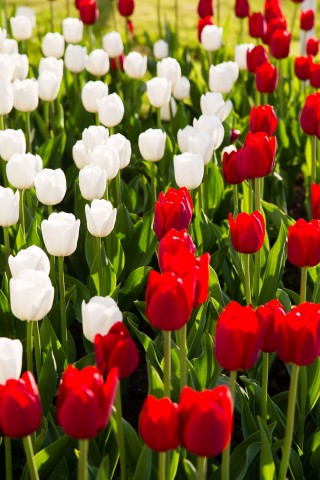 Маленькая Голландия)

Просмотров: 510
Комментариев: 0