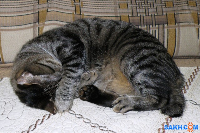 Морфей одолел...

Просмотров: 545
Комментариев: 0