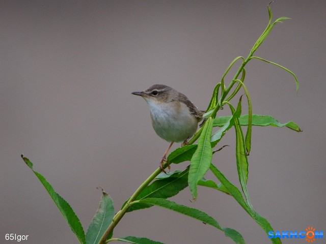 сверчок охотский

Просмотров: 683
Комментариев: 0